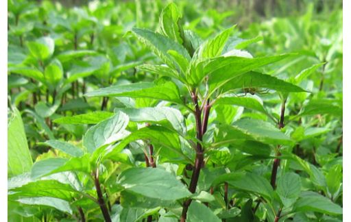 Tìm hiểu dịch vụ theo dõi ngoại tình ?